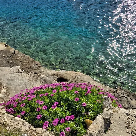 Moje 奥库格哥恩基